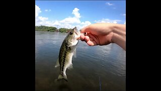 releasing a bass