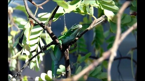 Green Anole Lizard chilling in my one of my Bonsai Tamarindo Trees