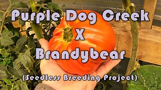 Purple Dog Creek / Brandybear Cross (Seedless Breeding Project)