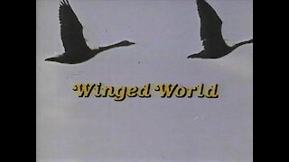 Winged World