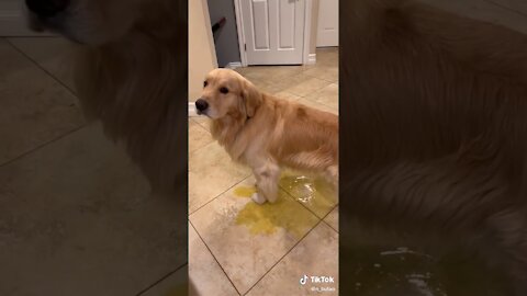 Dog pees forever funny