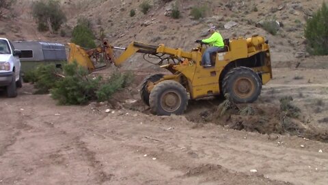 Steer Crazy Working On The Switchback Ditch