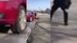 Police officer helps rescue deer trapped under vehicle in Southfield