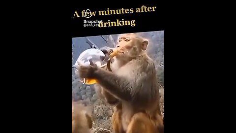 Monkey drink alcohol and look what he doing