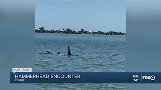 Shark encounter
