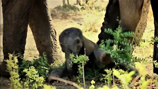 Baby elephant stumbles and falls, screams for help to get back up