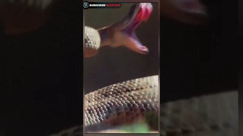 King cobra attack wild Animals #Shorts