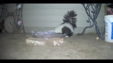 Skunks Coming For Supper