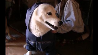 Husky Predicts the Winner of Superbowl LIII New England Patriots vs St. Louis Rams!!