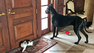 Great Dane Ignores Cat to Look out the Window and Do Yoga