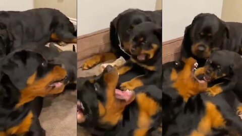 Rottweiler Ruff Play⚡ | cutest overloaded | #dog