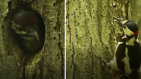 Adorable hungry baby bird so exited about seeing it's mum come with food home.