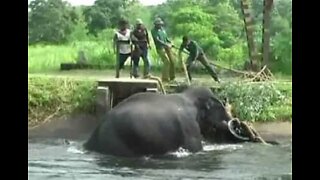Elefante resgatado de um canal no Sri Lanka