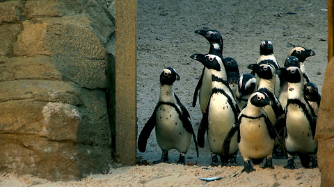 The Family Who Bought A Zoo: New Penguin Enclosure