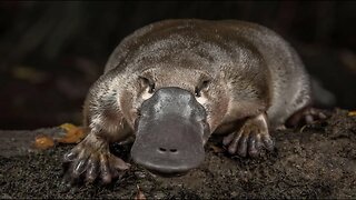 Australia’s VENOMOUS PLATYPUS (Weirdest Animal in the WORLD) Koala, Echidna & Snakes!