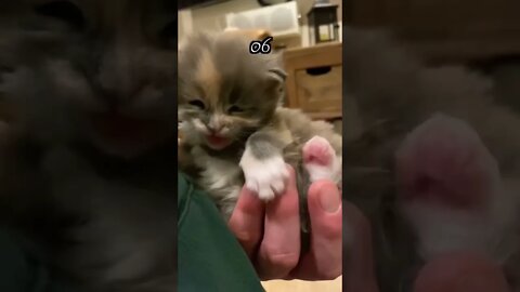 Cute baby cat #funny #animals #shorts #video #tranding