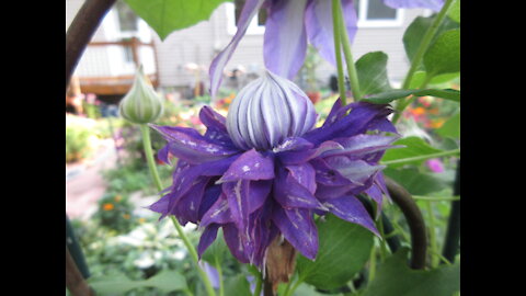 Mental Prowess Clematis July 2021