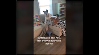 Dog Always Goes To Wake Up His Deaf Friend When It's Time To Potty