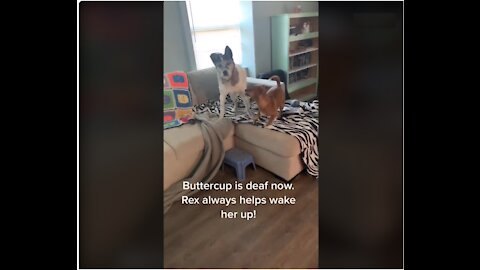 Dog Always Goes To Wake Up His Deaf Friend When It's Time To Potty