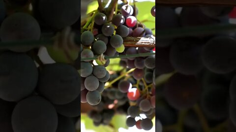 JESUS: The Vine
