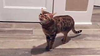Cat's meow sounds like human scream!