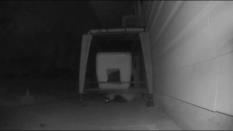 Cat beats Skunk to B&B