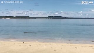 Ce kangourou se baigne dans l'océan pour se rafraîchir