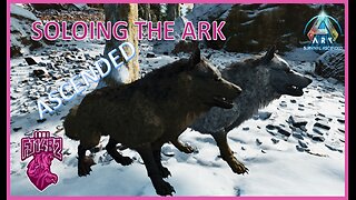 Dire Wolf Taming Soling ARK Ascended EP. 68