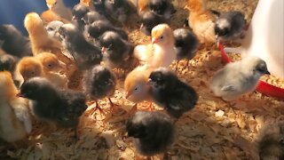 New chicks!