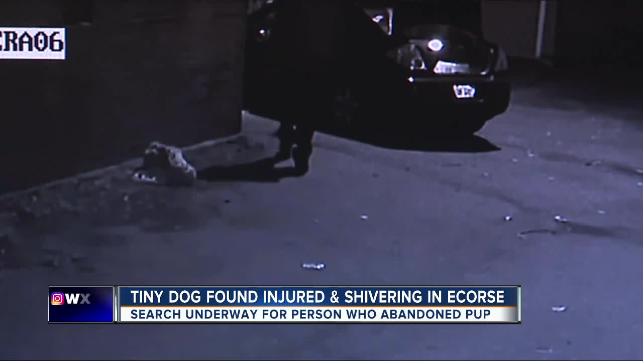 Tiny dog found injured and shivering in Ecorse