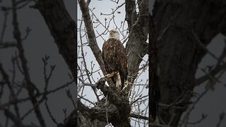 Wildlife Photography - Bald Eagle Photos #baldeagles #wildlifephotography