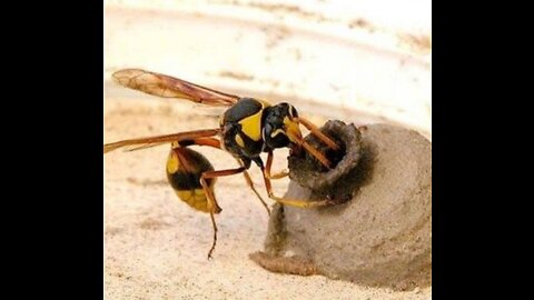 Mud Dauber(Bee) 🐝 insect Making Nest for Itself from Mud Soil