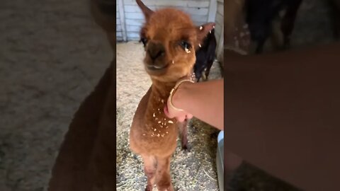 Baby animals on the #farm #floridalife #alpaca #shorts #short