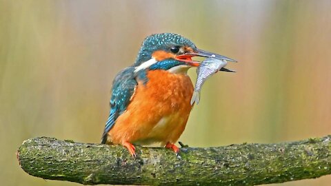 Kingfisher Birds