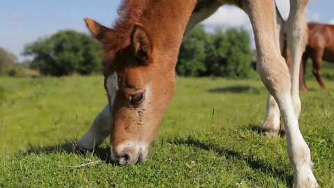 Brown foal eating grass in field at sunny day