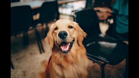 New Funny Dog Trick When it's Hungry