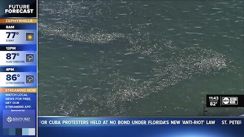 Bait fishers out of work while Red Tide looms over Tampa Bay waterways