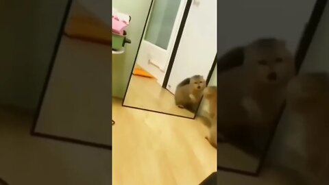 Too Much Angry 😡 Cat 😸 #Shorts #Entertainment #Funnyvideo #Infinitepets