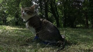 Puss in Boots Goes on a Trip