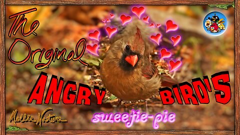Female Cardinal_Sweetie Pie