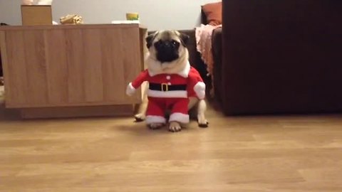 Santa Pug is coming to town!
