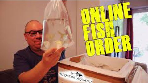 Tropical Fish Unboxing - New fish online delivery!