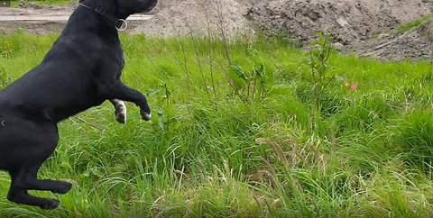 Crazy Dog Hilariously Jumps Like A Antilope - Try Not To Laugh