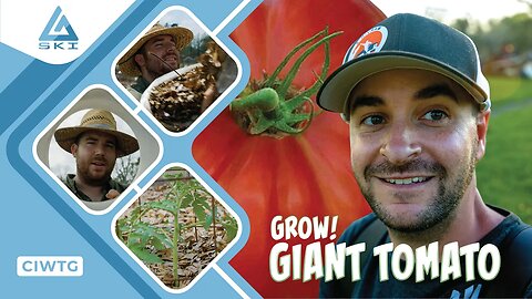 HOW TO GROW GIANT TOMATO | GROWING TOMATOES AT HOME | WORLD RECORD TOMATO | CIWTG