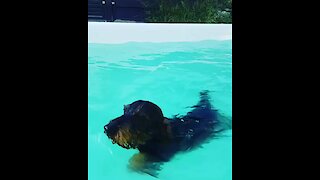 Watch this fearless pup learn how to swim in the pool