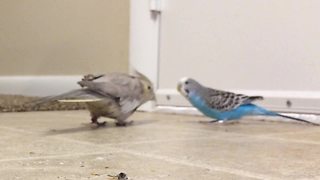 Cockatiel gives shy parakeet loving smooch