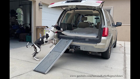 Excited Great Danes Jump Up And Ramp Up Into The SUV