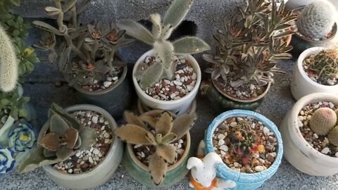 My collection succulents plants and Cactus | Plantita | Roosterjane