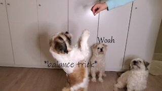 Pawfect Doggos - Tricks for treats