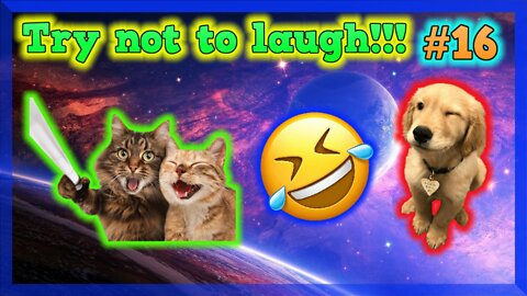 Try Not To Laugh Challenge - Funny Cat & Dog Vines compilation 2022 #16